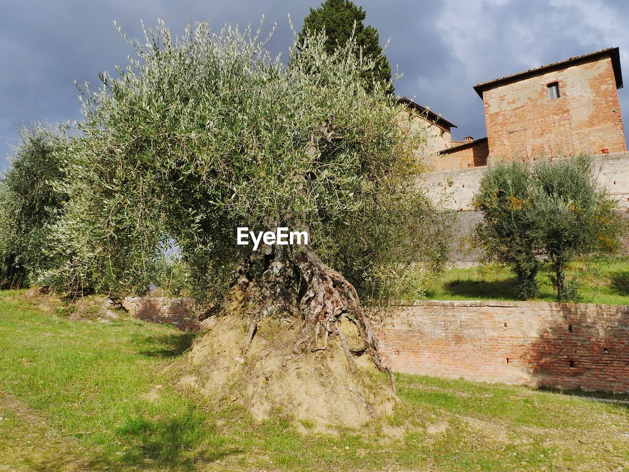 TREES GROWING ON FIELD AGAINST BUILDING