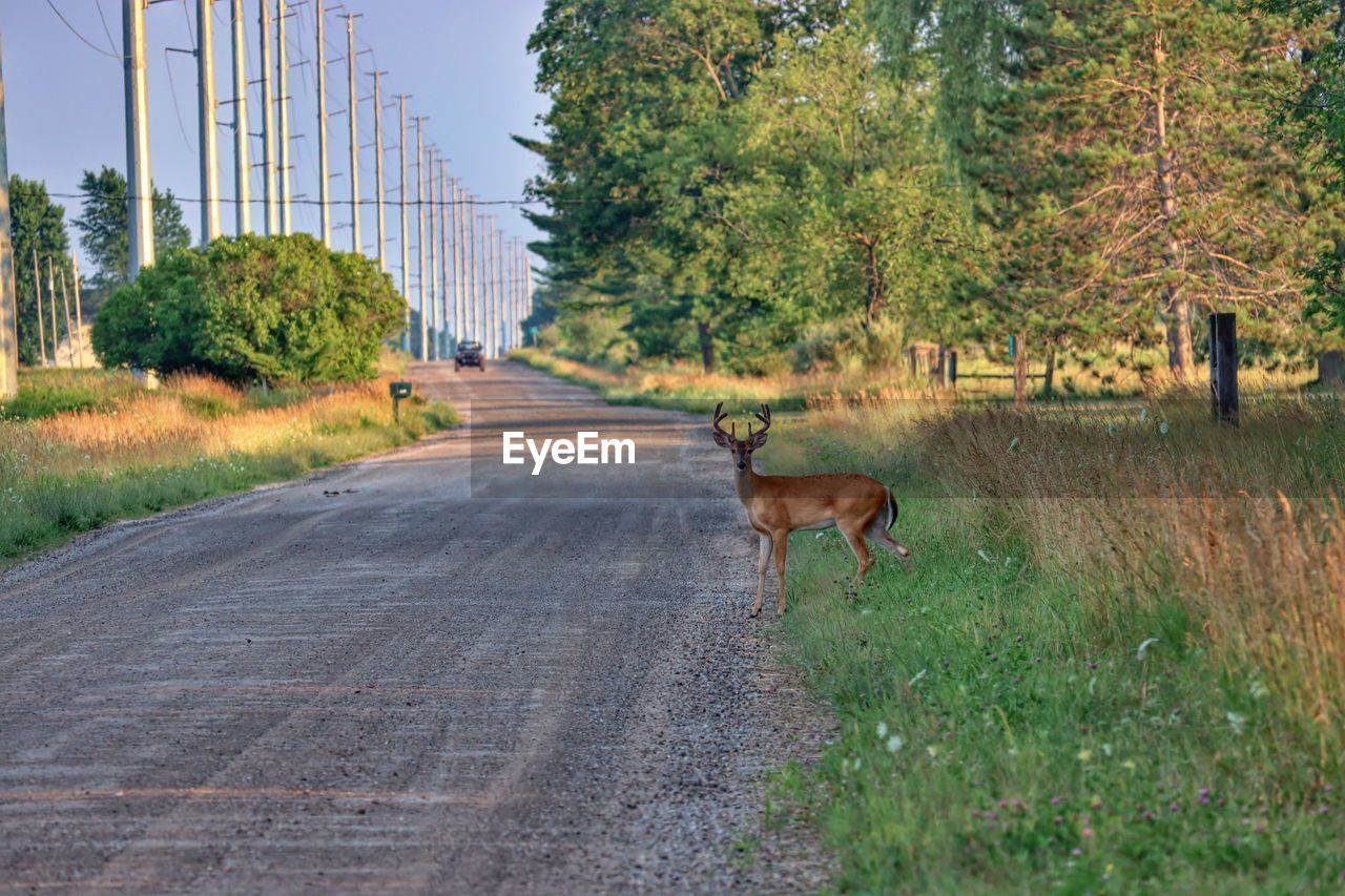 View of a deer on road amidst trees