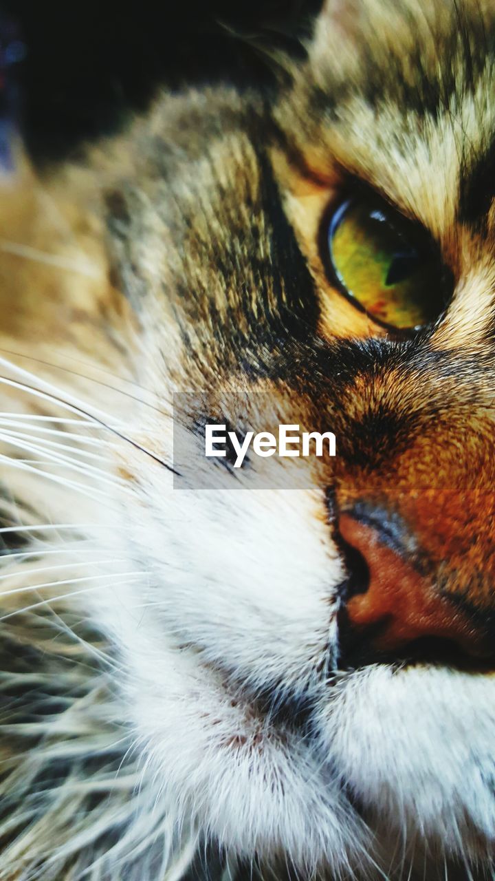 CLOSE-UP PORTRAIT OF CAT ON BED