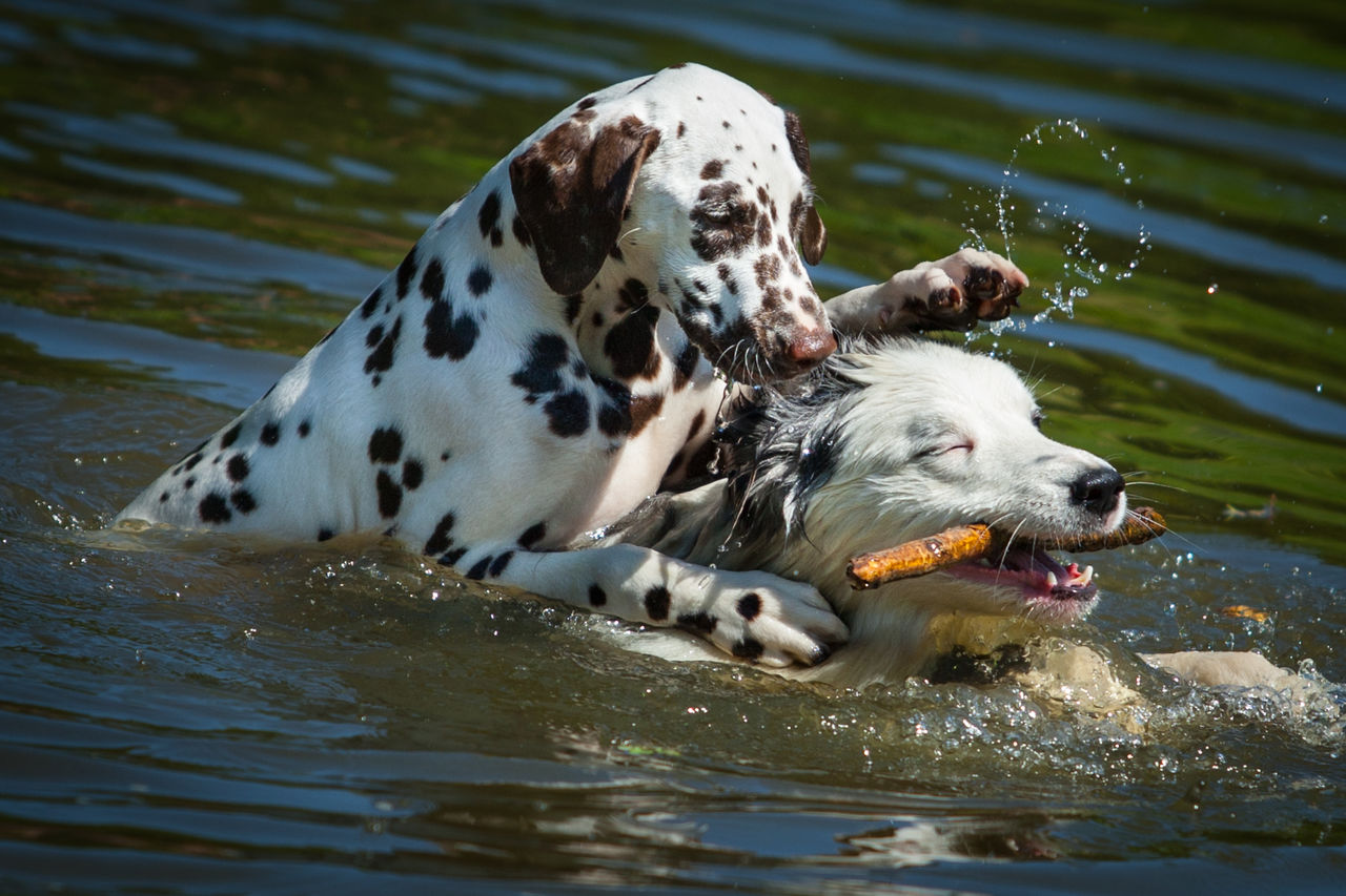 VIEW OF DOG IN LAKE