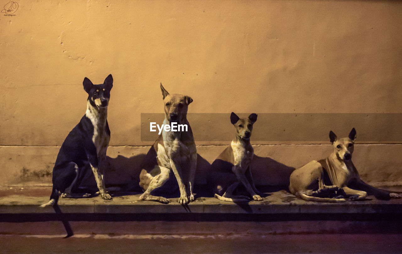 Hierarchy  of dogs