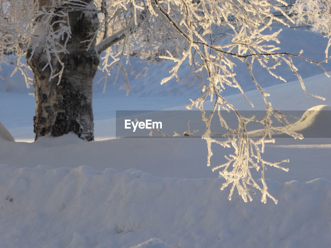 Close-up of frozen tree during winter