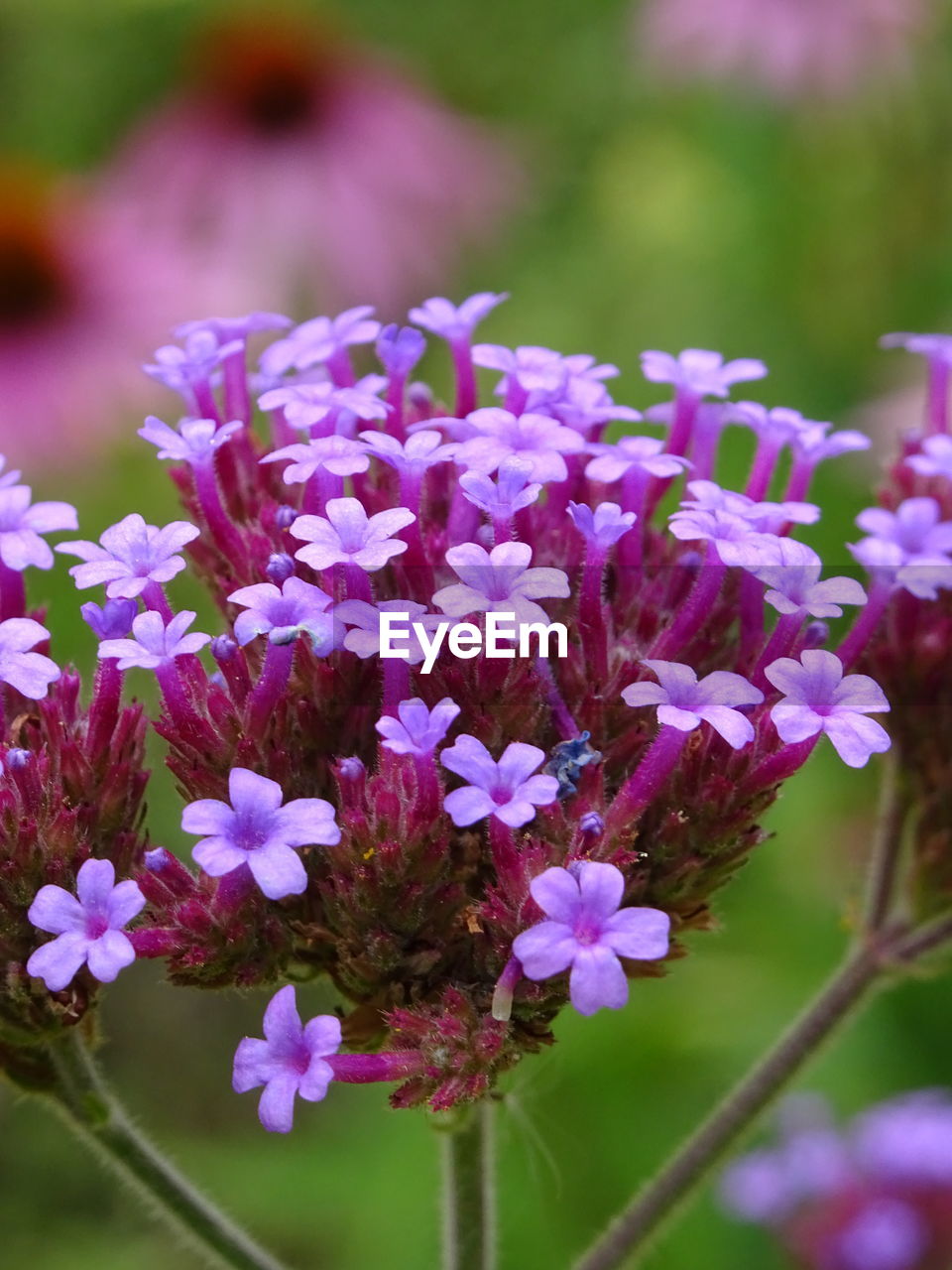 Close-up of purple flowers