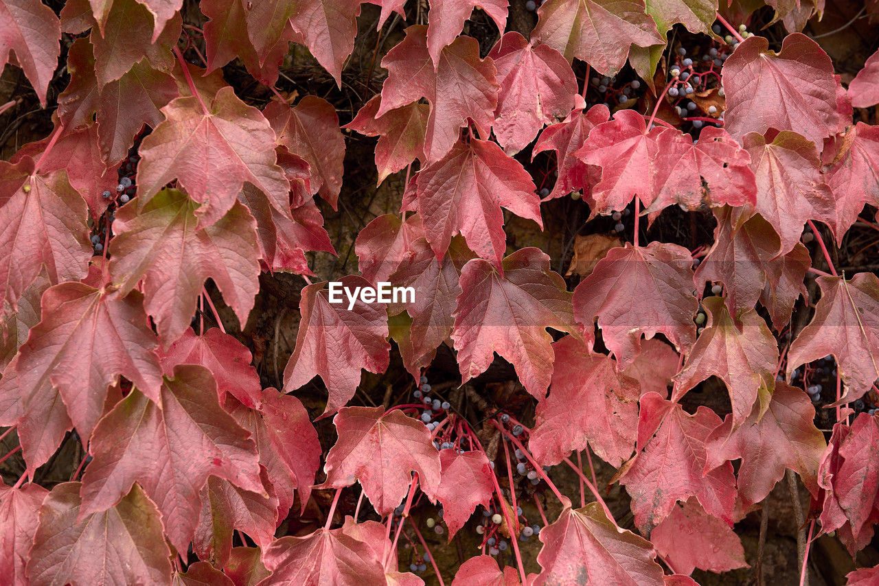 tree, full frame, backgrounds, leaf, pink, plant, plant part, autumn, flower, no people, nature, maple, day, close-up, beauty in nature, petal, branch, red, abundance, maple leaf, outdoors, leaves, large group of objects, shrub