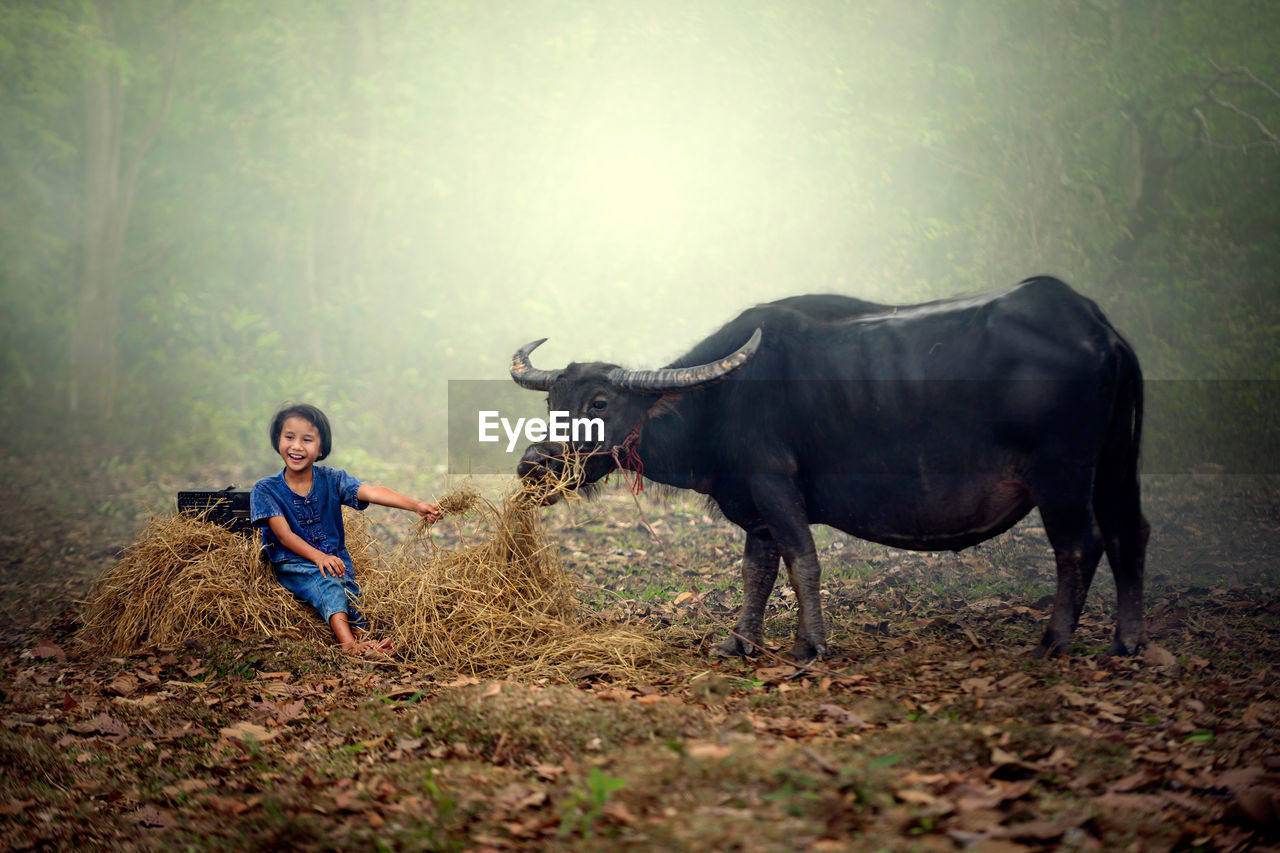 Cheerful girl feeding hay to buffalo at farm