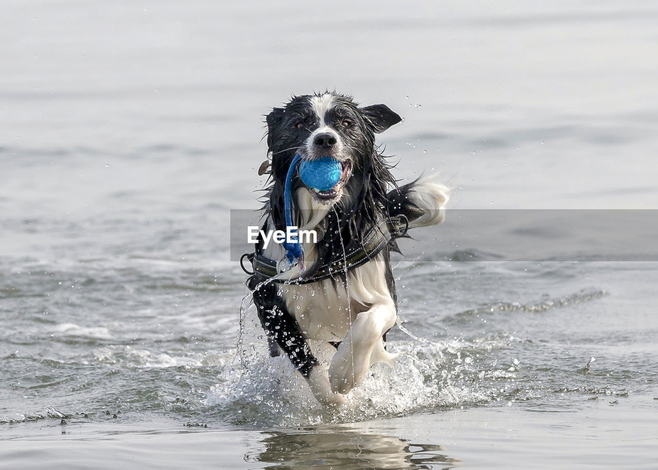 DOG RUNNING IN WATER