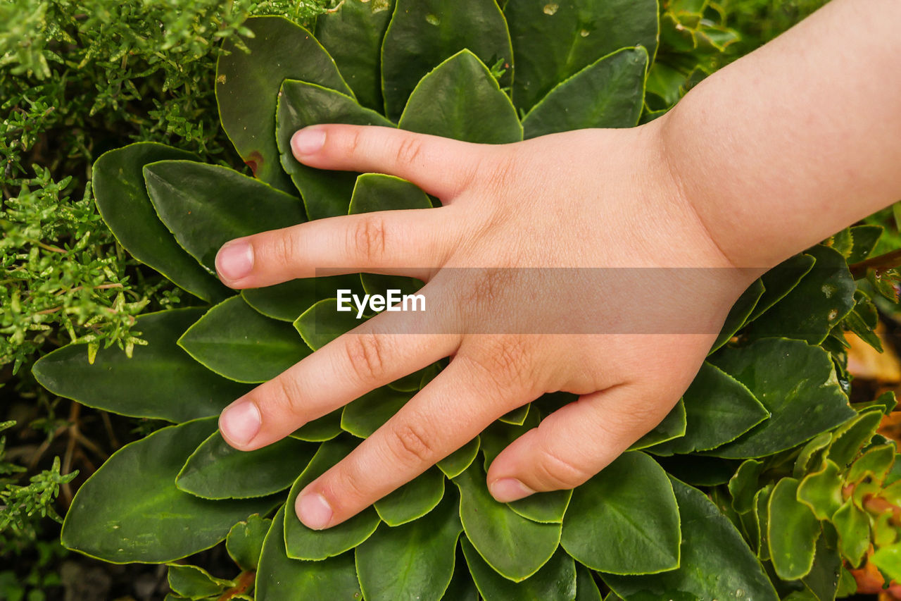 CLOSE-UP OF HAND TOUCHING LEAVES WITH PLANTS