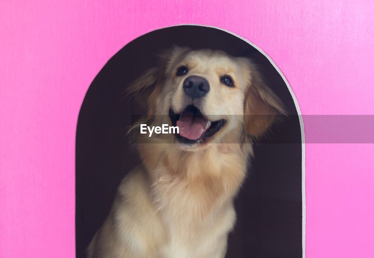 Close-up of dog in pink kennel