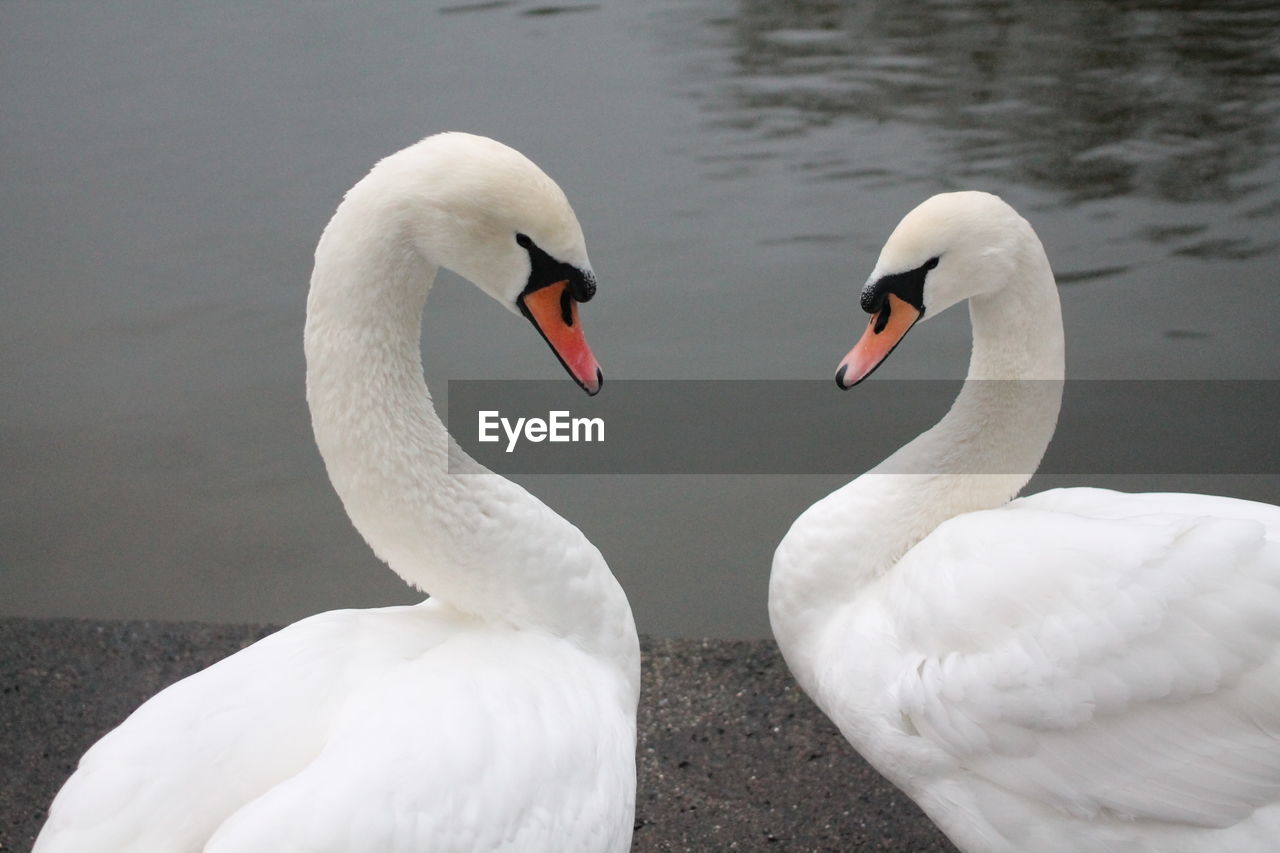 VIEW OF SWAN IN LAKE