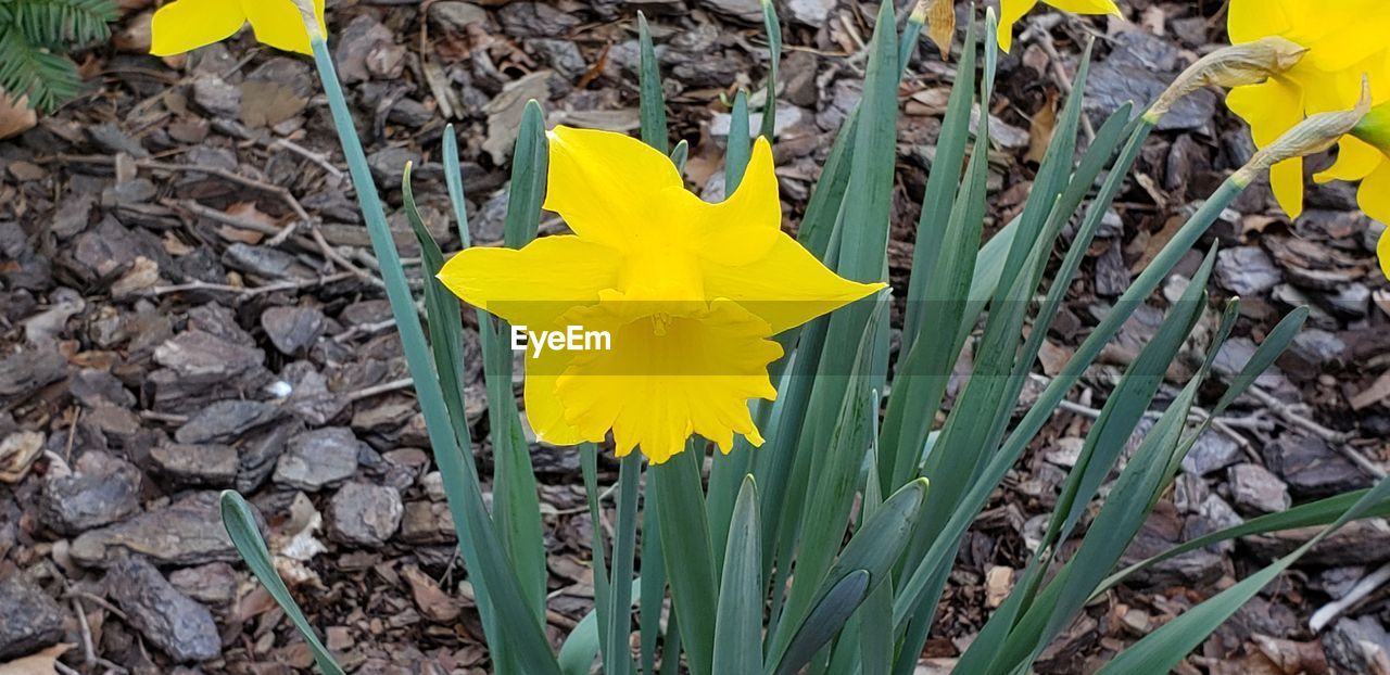 CLOSE-UP OF YELLOW DAFFODIL FLOWER