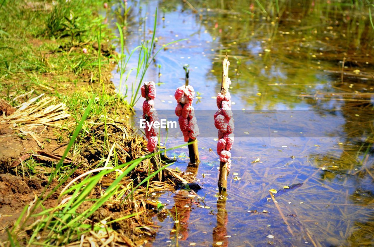 Snail egg clusters attached to plants in pond