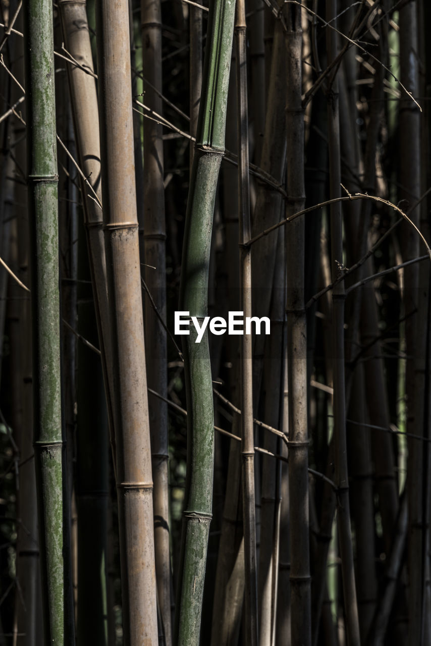 FULL FRAME SHOT OF BAMBOO PLANTS