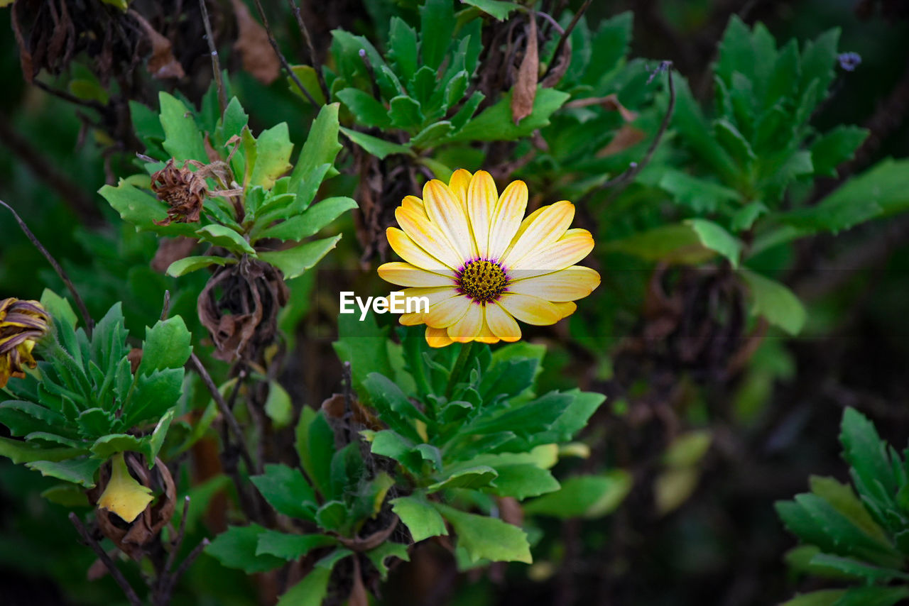 Close-up of yellow flowering plant