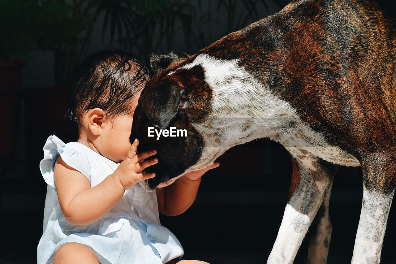 Close-up of baby girl playing with boxer dog