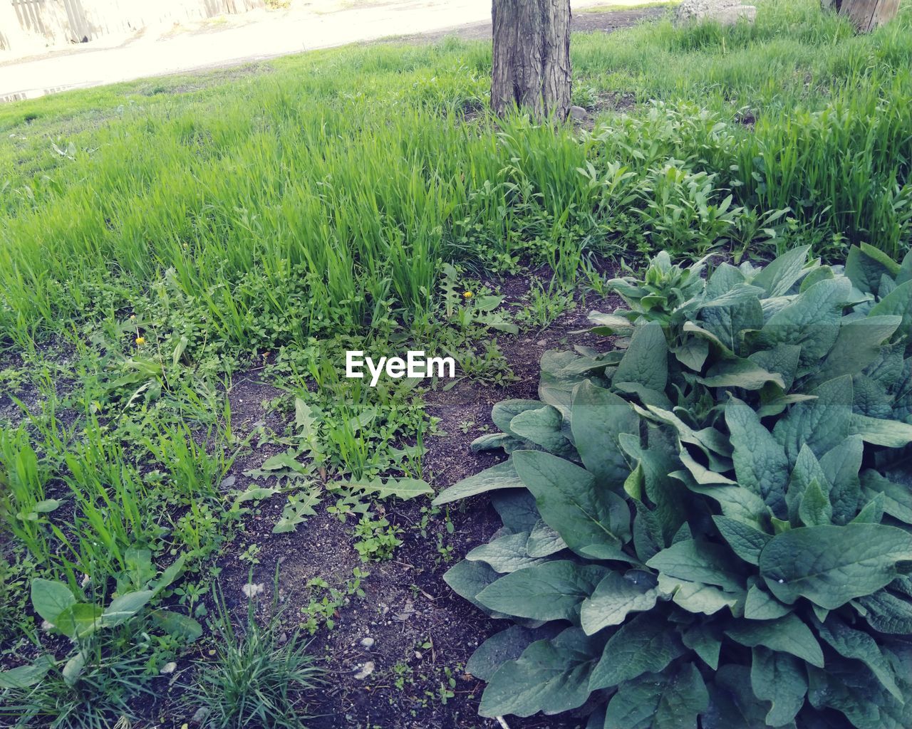 HIGH ANGLE VIEW OF FRESH GREEN PLANTS IN FIELD