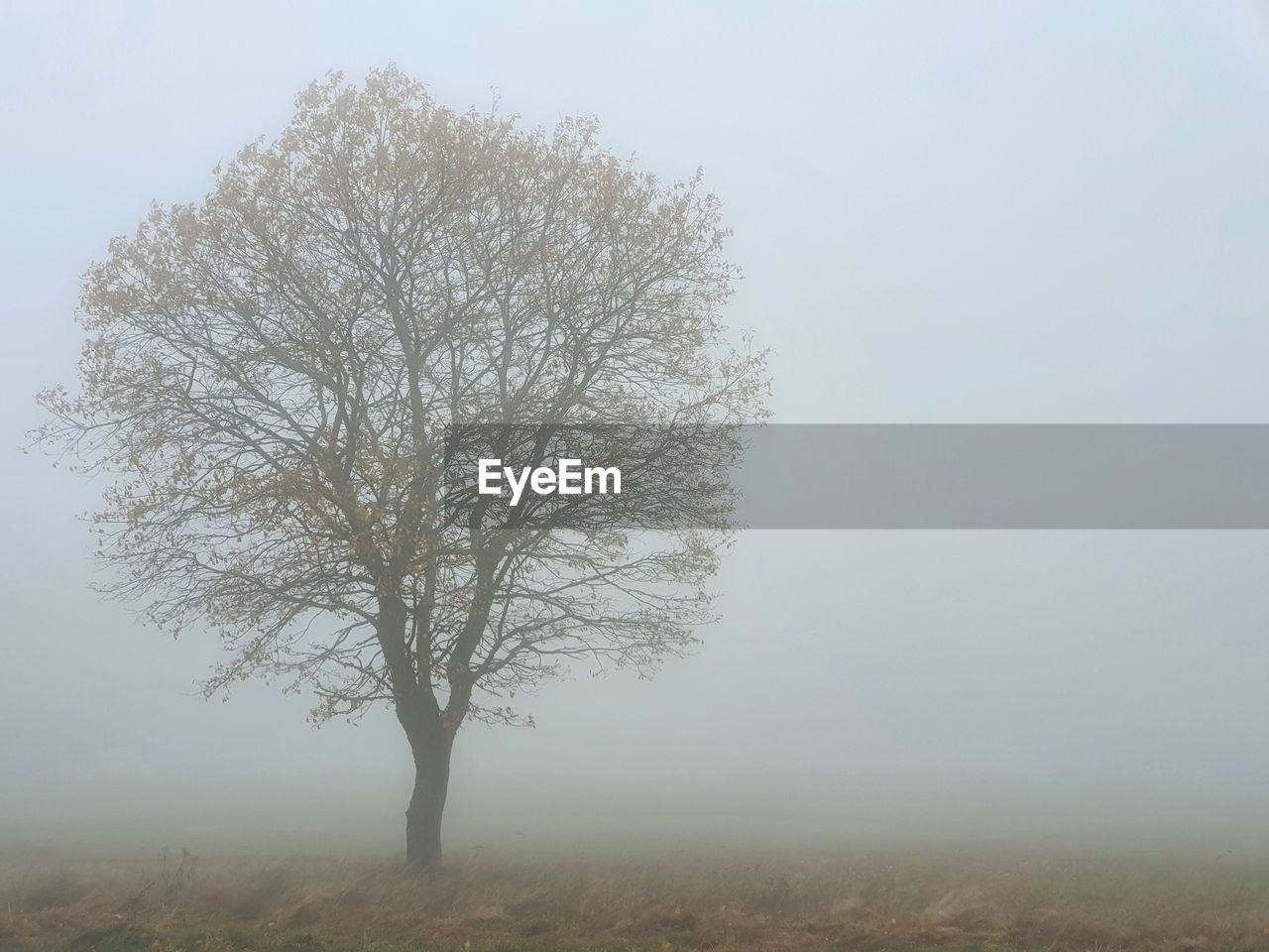 A tree in fog on an autumn day