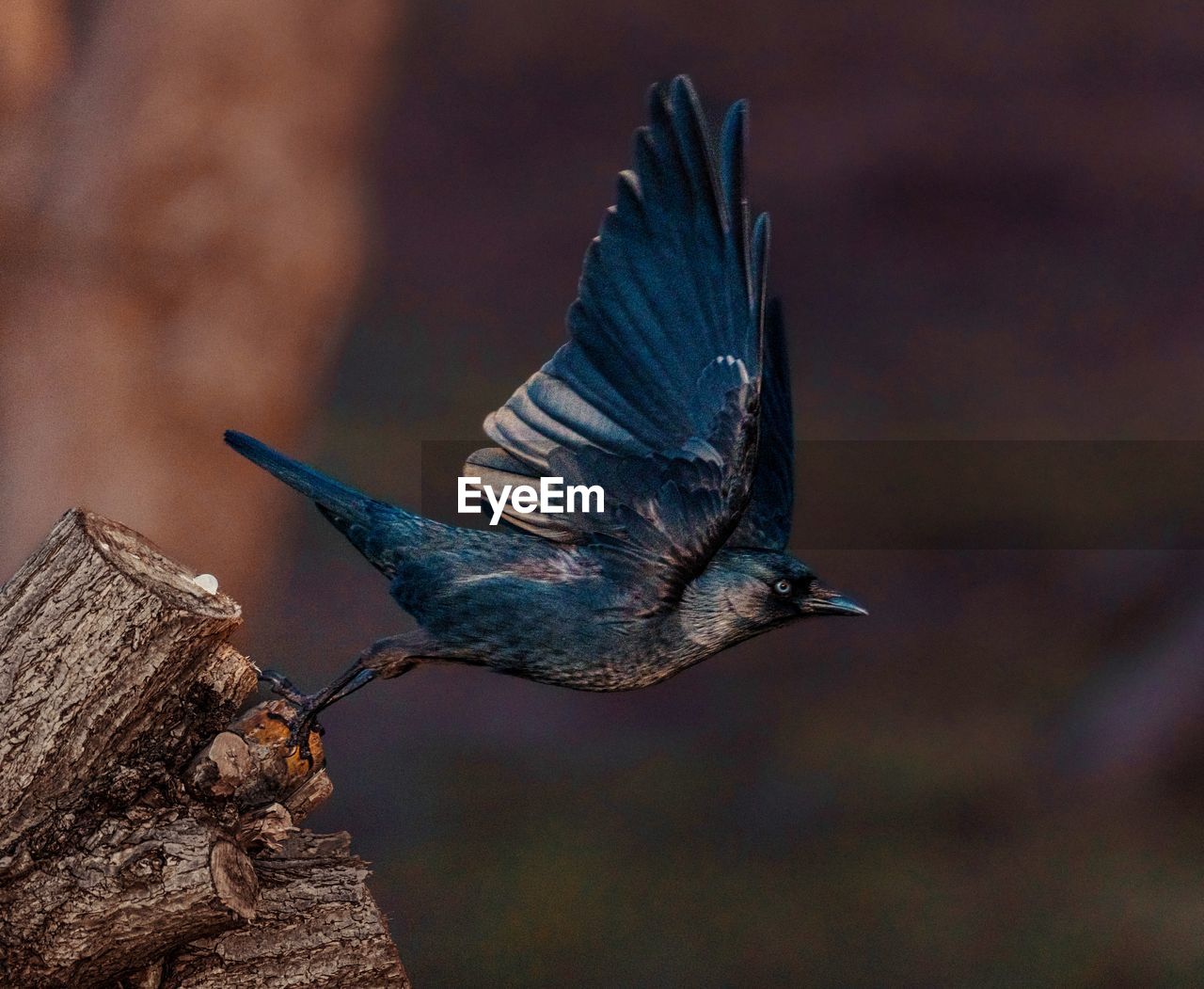 animal themes, animal, animal wildlife, bird, wildlife, nature, one animal, wing, no people, beak, close-up, blue, flying, outdoors, animal body part, tree, focus on foreground, full length, side view, spread wings