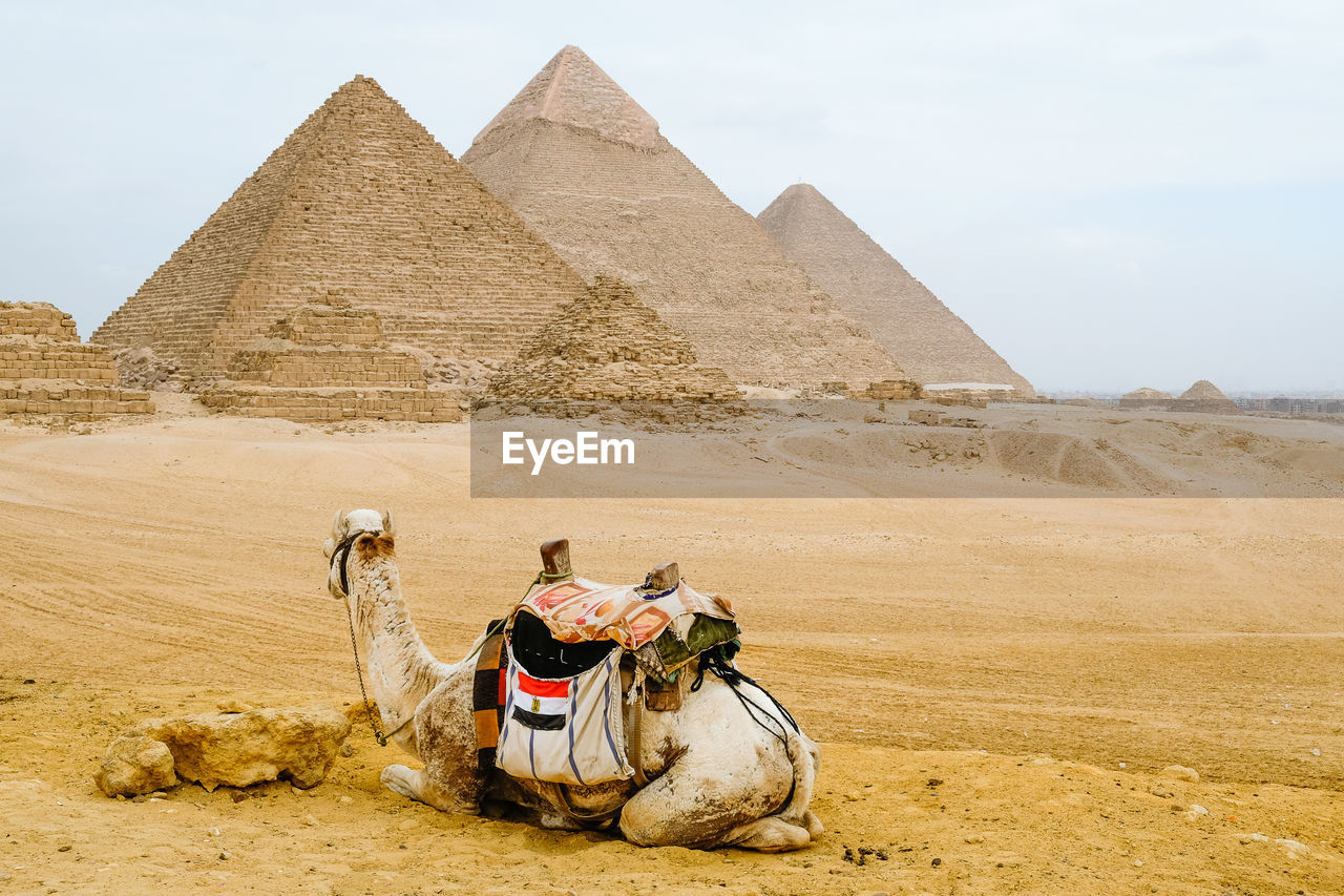Camel sat in front of the pyramids in giza