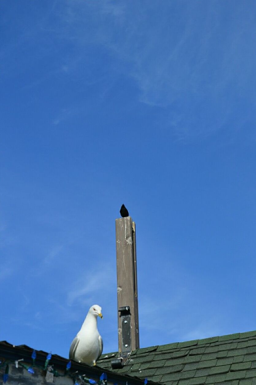 LOW ANGLE VIEW OF SEAGULLS PERCHING ON BLUE SKY