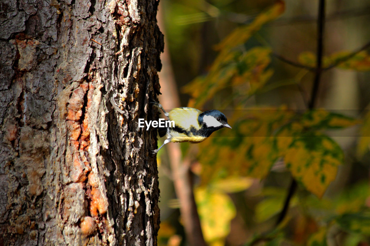 CLOSE-UP OF A BIRD