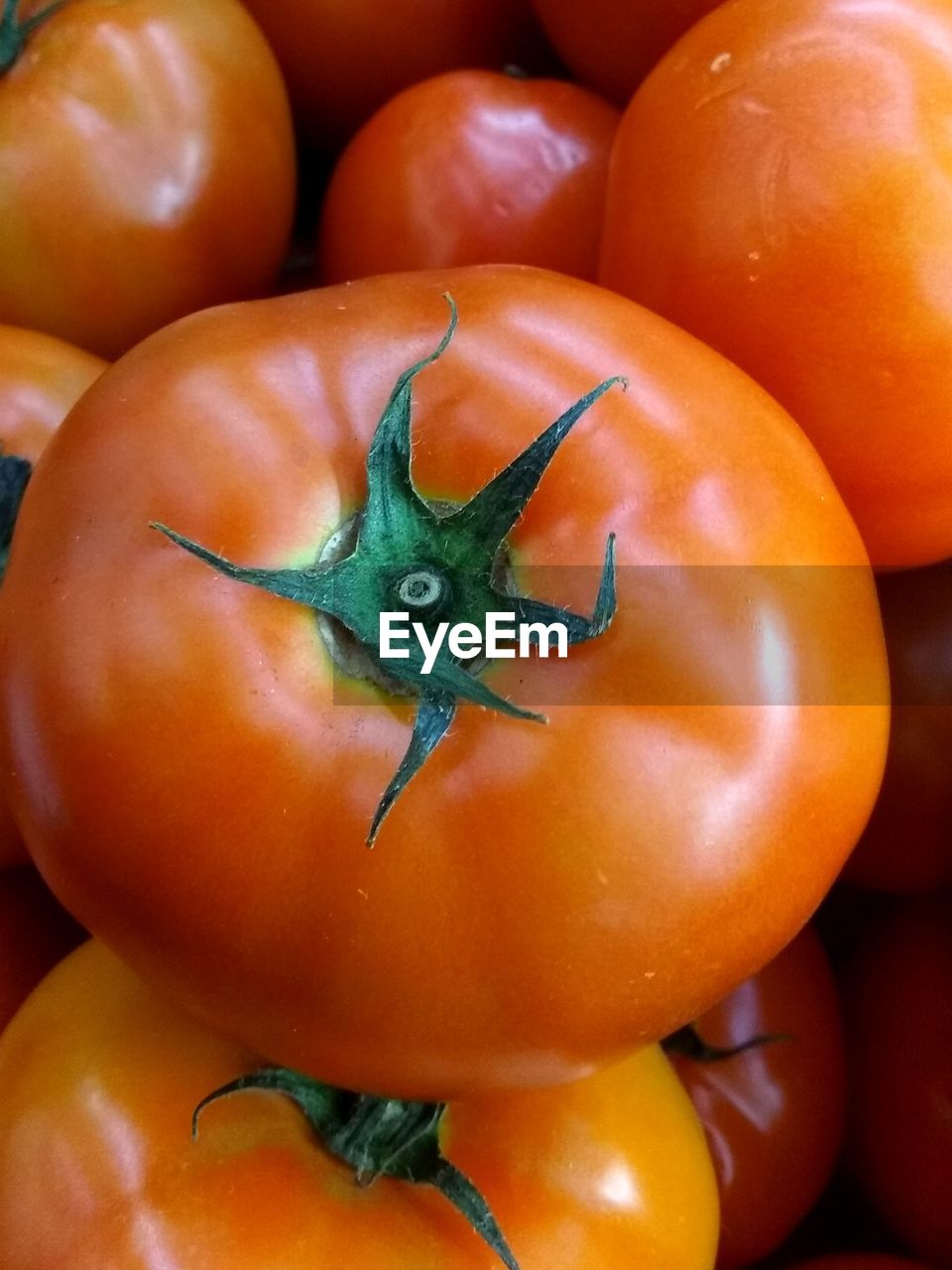 CLOSE-UP OF TOMATOES