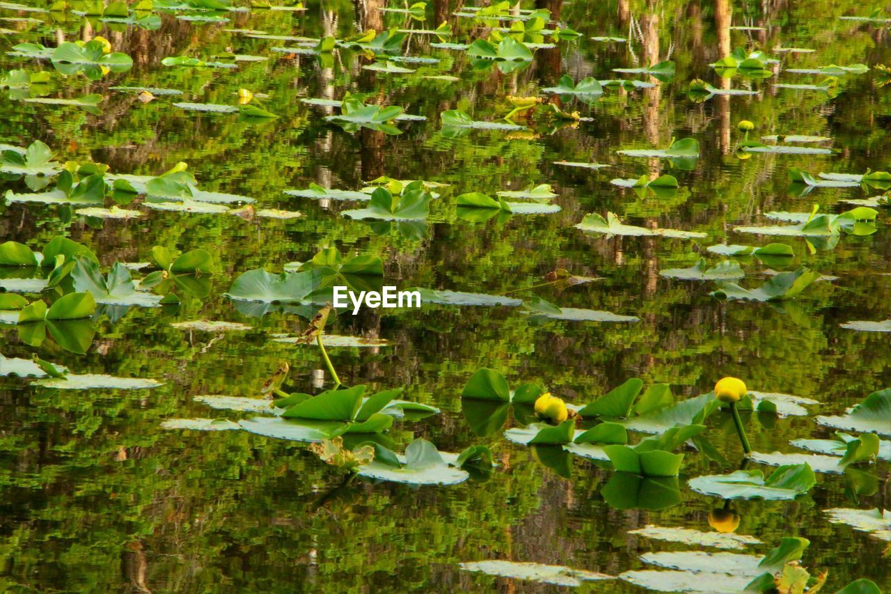 HIGH ANGLE VIEW OF PLANTS IN WATER