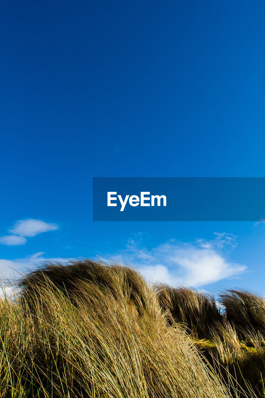 Fresh grass against sky