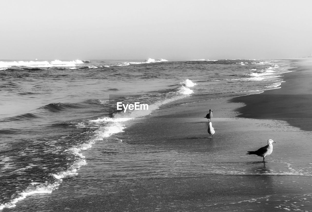 SEAGULLS AT BEACH AGAINST CLEAR SKY