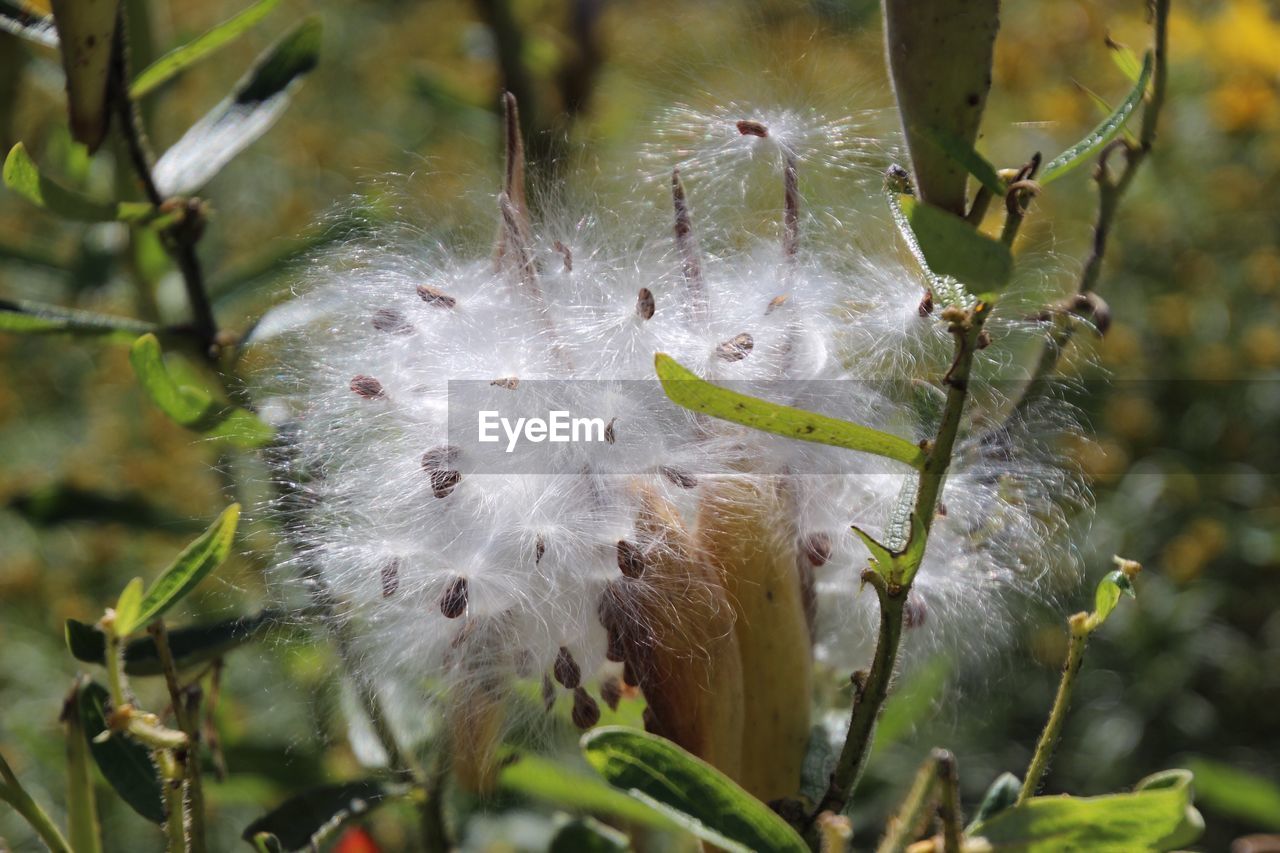 CLOSE-UP OF PLANT