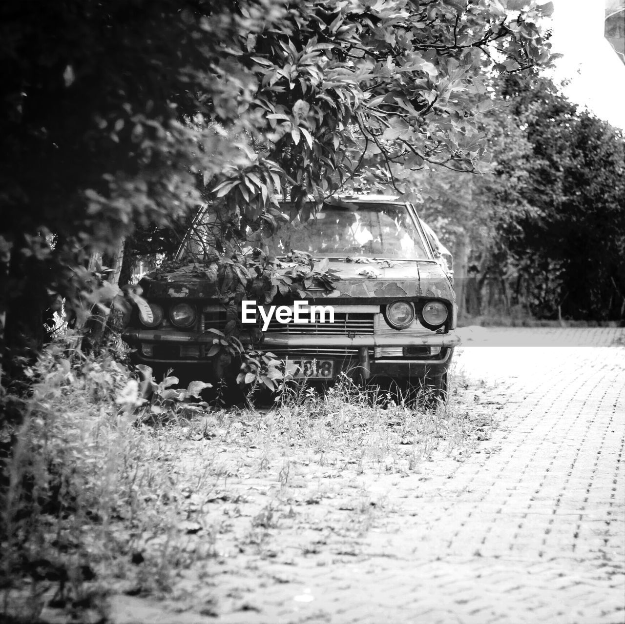 View of abandoned car amid plants