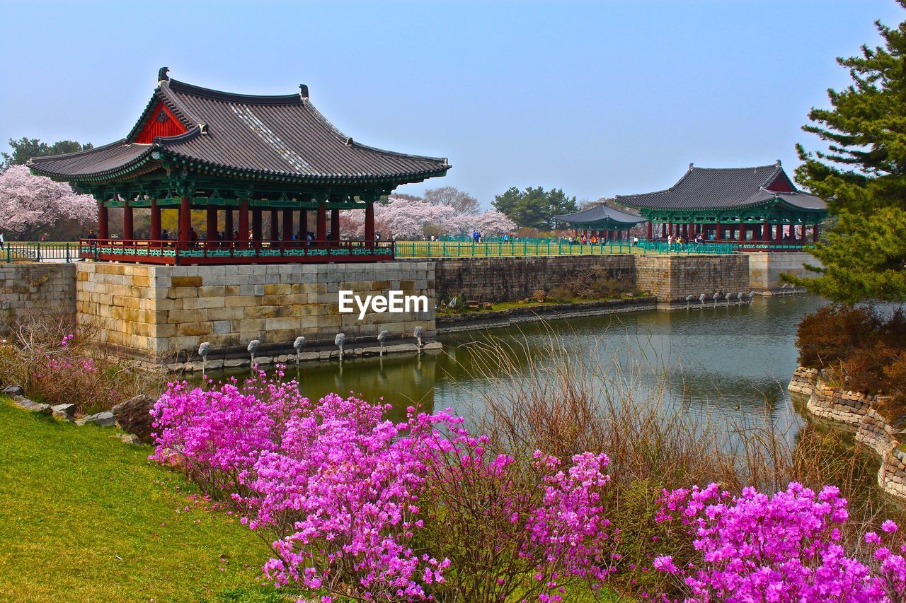 Pink flowers blooming in park