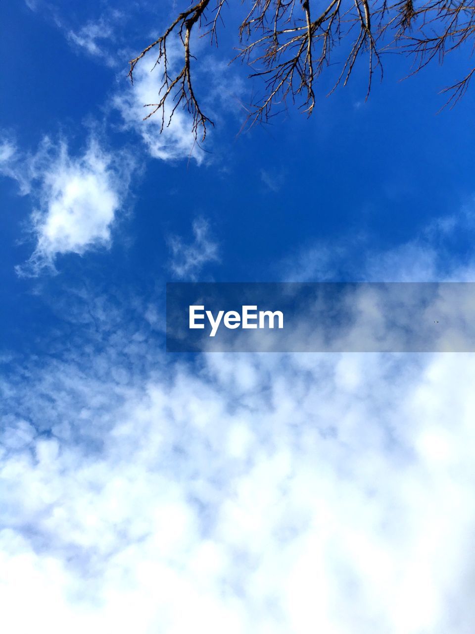 LOW ANGLE VIEW OF TREES AGAINST CLOUDY SKY