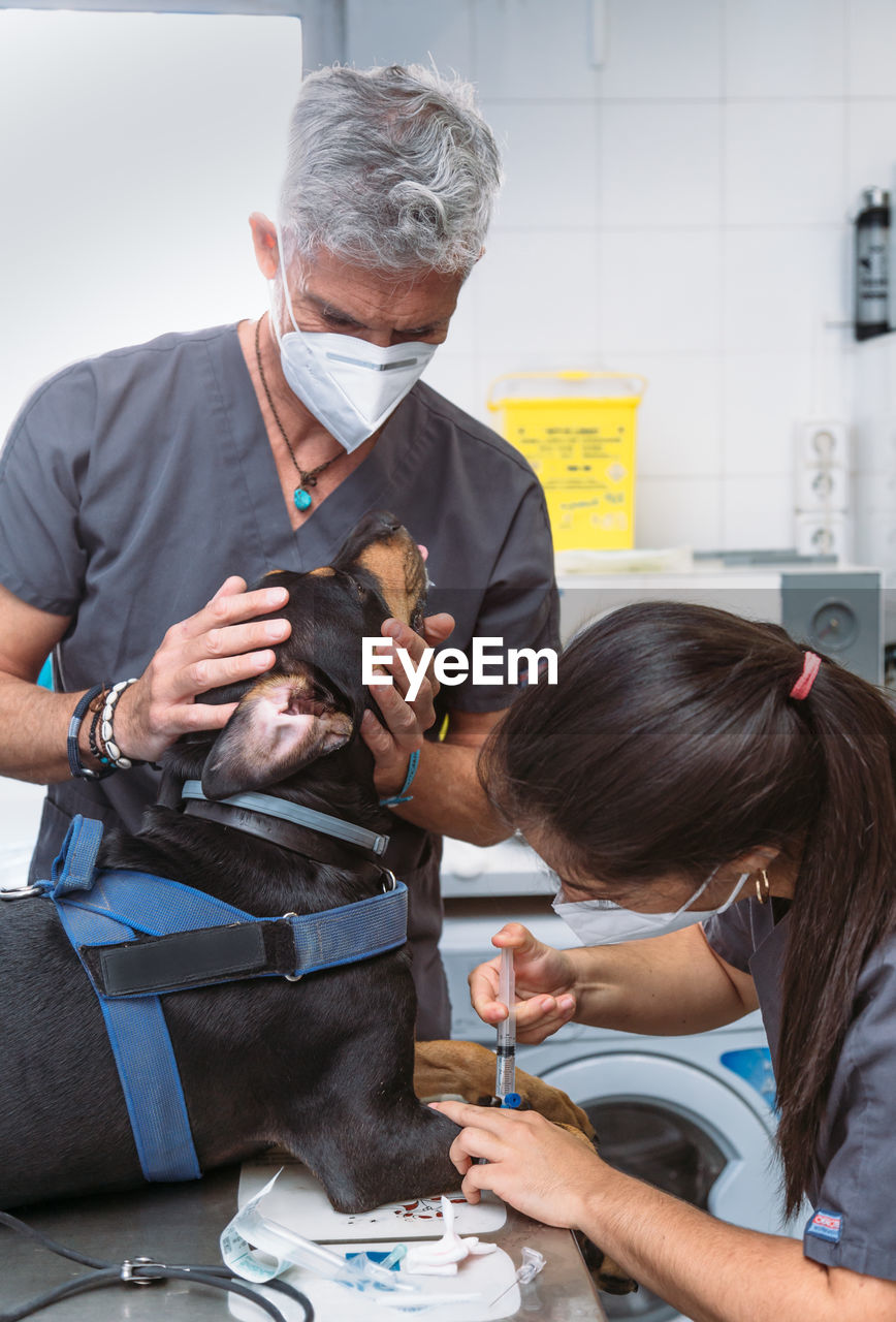 Nurse administering anesthesia to a tame rottweiler dog before surgery