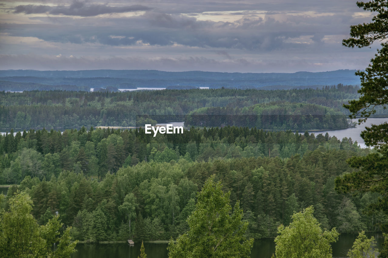 Scenic view of forest against sky