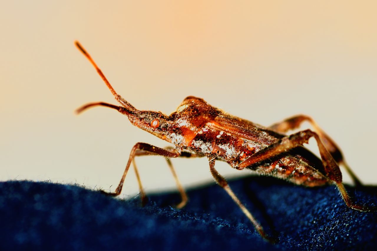 Close-up of bug on blue fabric