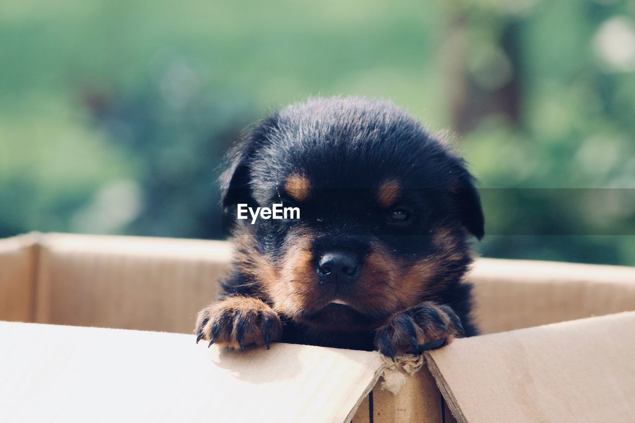 Close-up portrait of dog in box