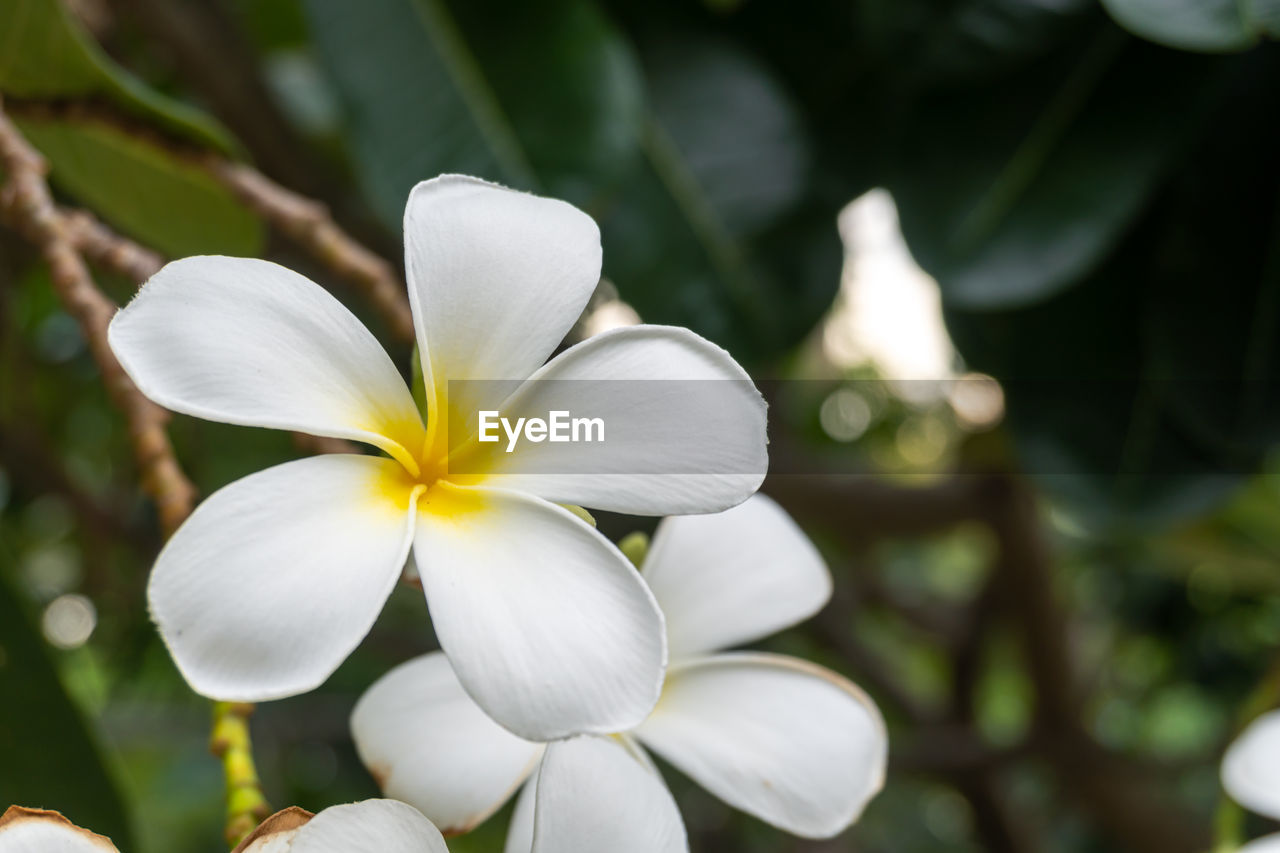 Close-up of white flowering plant