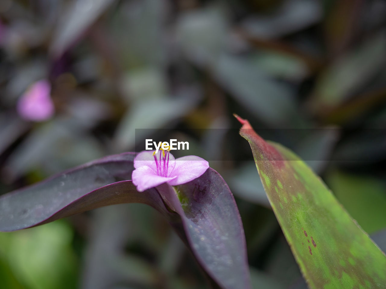 CLOSE-UP OF PURPLE FLOWERING PLANT