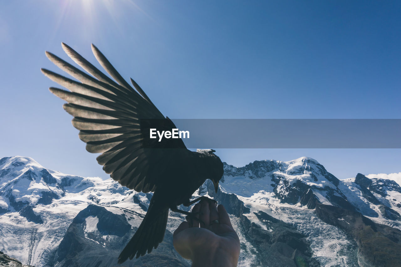 Close-up of bird flying against clear sky