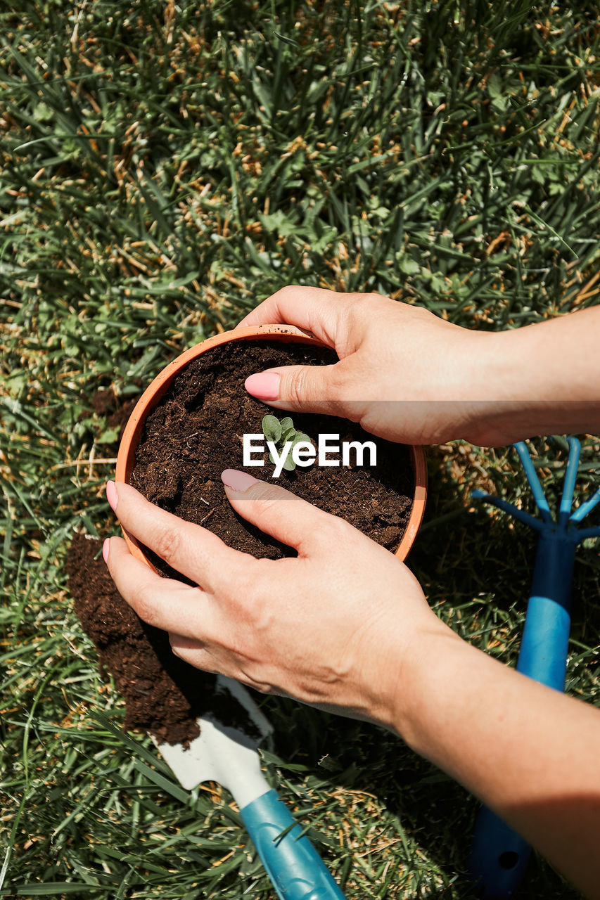 Cropped hands with potted plant in yard