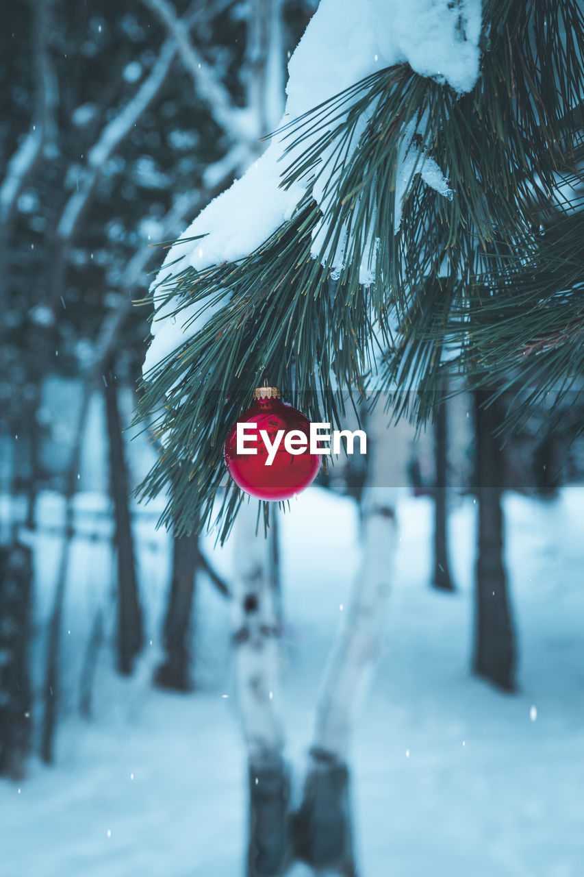 winter, tree, snow, cold temperature, nature, plant, celebration, freezing, christmas, red, focus on foreground, holiday, decoration, christmas tree, outdoors, day, christmas decoration, branch, snowing, no people, beauty in nature, frozen, christmas ornament, coniferous tree, close-up, snowflake