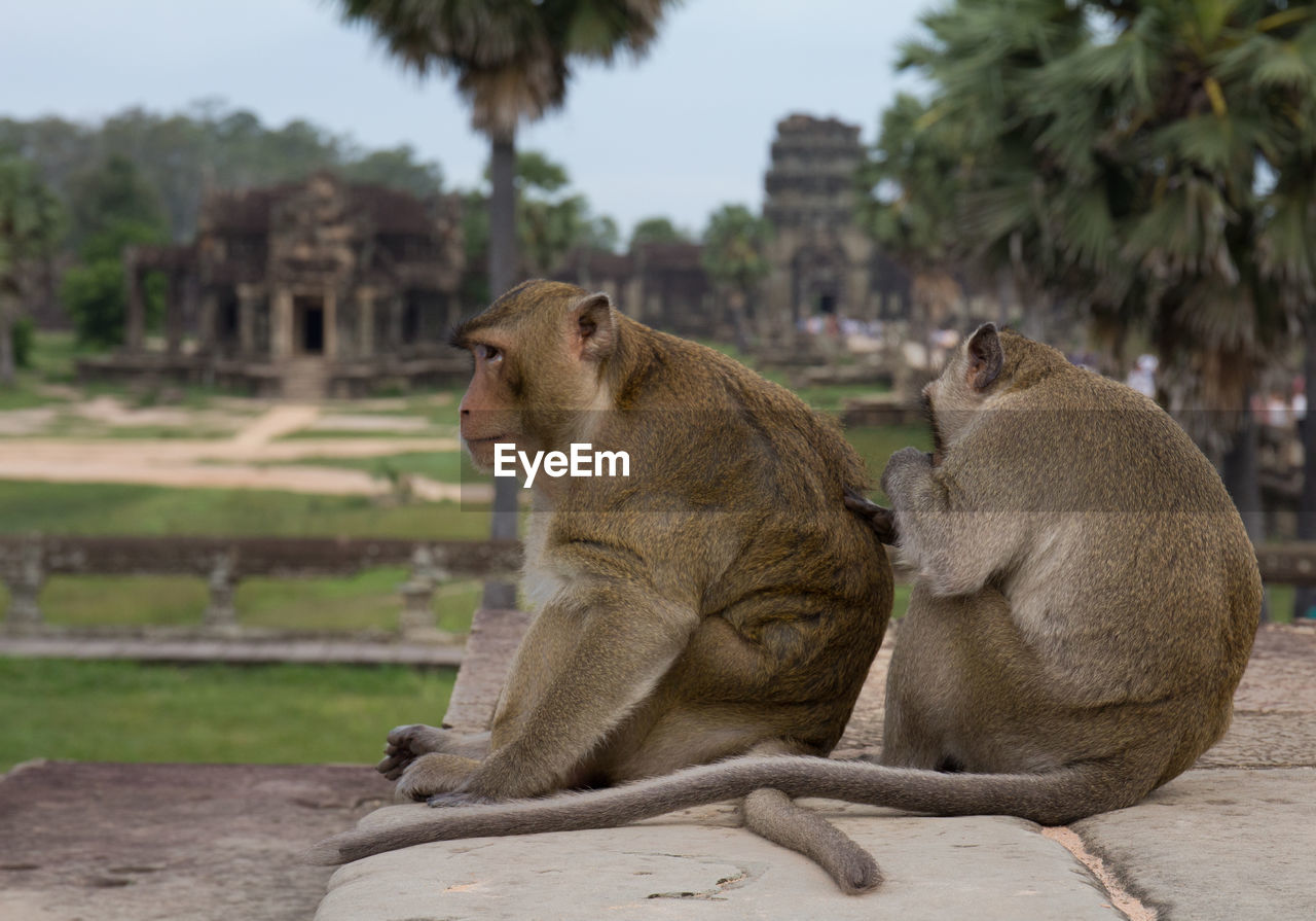 Two monkeys with the angkor wat temple on the background