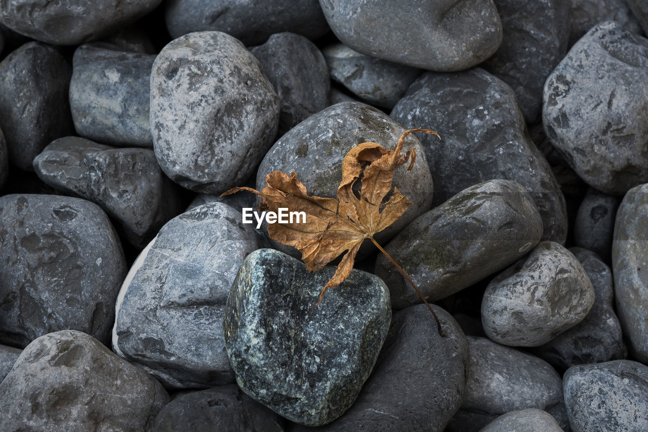 Autumn dry leaf