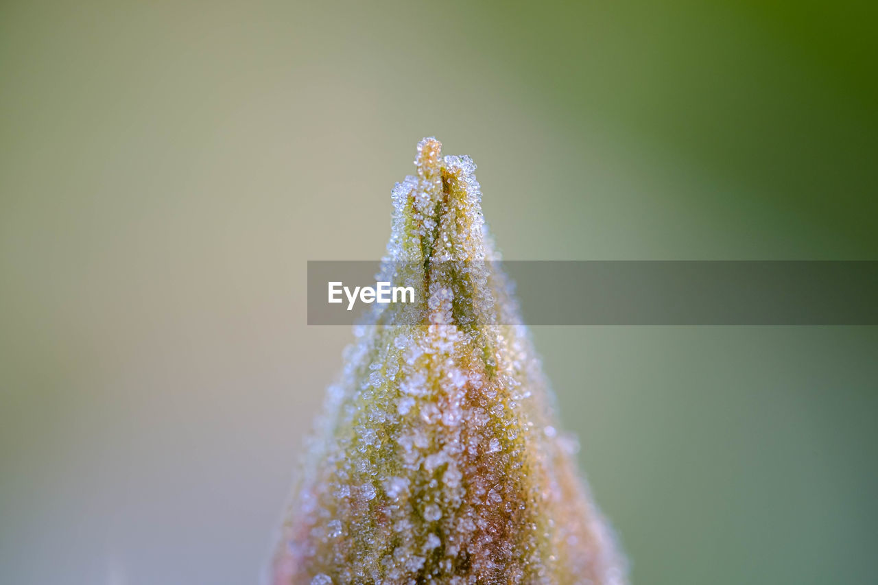 Close-up of frozen plant