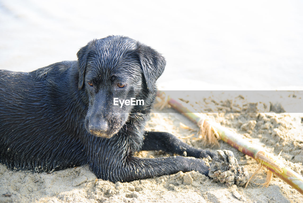 Wet black dog resting on beach during sunny day