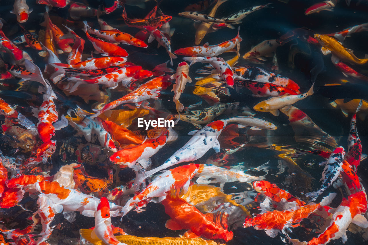 VIEW OF FISH SWIMMING IN POND