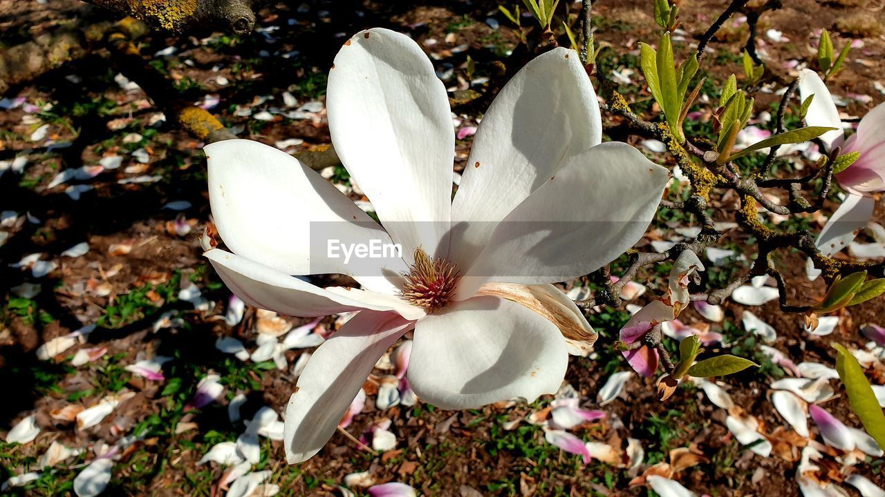 CLOSE-UP OF WHITE CROCUS FLOWER ON FIELD