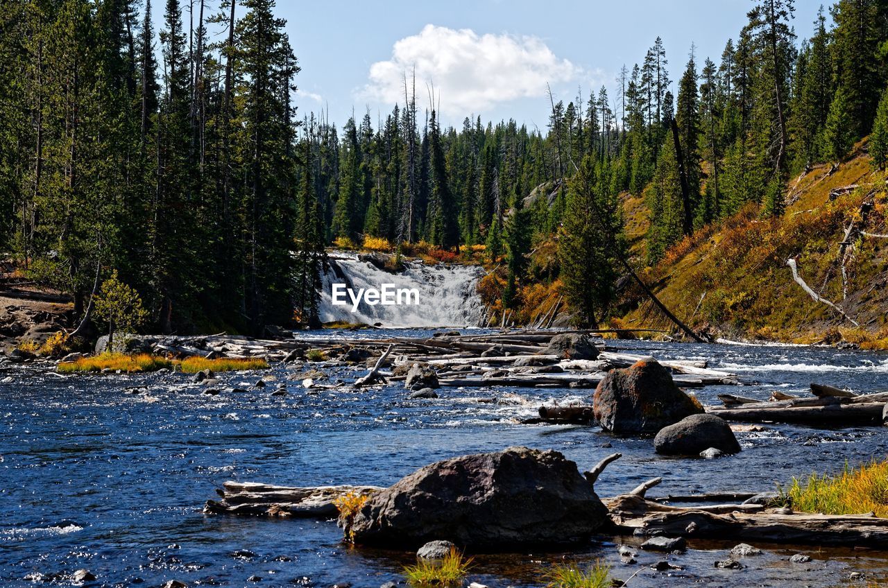 Scenic view of river stream in forest against sky
