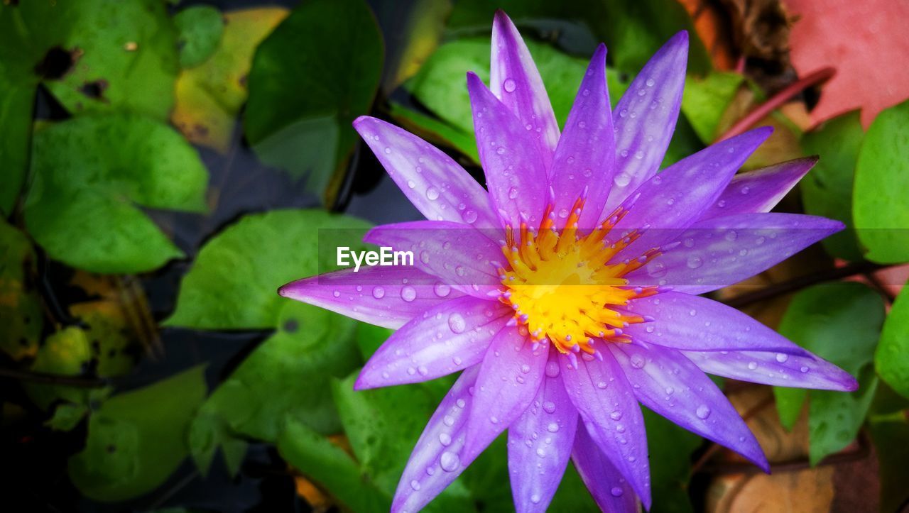 CLOSE-UP OF WET PURPLE FLOWERING PLANT