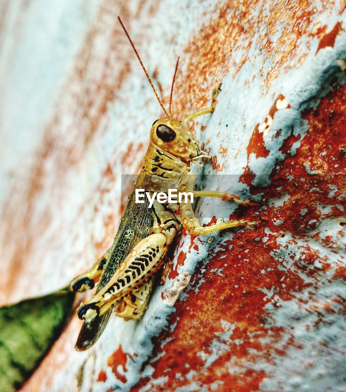 Close-up of grasshopper on wall